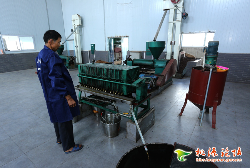 亿万28,油茶莳植生产加工销售,植物油莳植生产加工销售